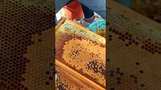 Uncapped Bee Comb to Harvest Honey #beekeeping #honeybee #beekeeper