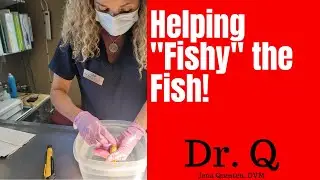Dr. Q (aka Dr. Koi) examines 