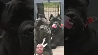Duniya aise kutte jo aapko jaldi hi khtam kar sektein hai 🥺#viralvideo