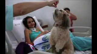 Brazilian hospital offers therapy dogs