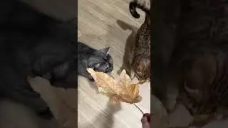 Cats smell a leaf for the first time 🥹 #kitten #britishshorthair #viralcat