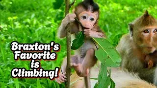Nothing Makes Braxton Happier Than Climbing! 😄🌿, @monkeyscorner