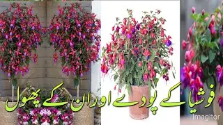 propagation cutting in trey-How to grow FREE fuchsia plants-with results-caring for fuchsia plants?