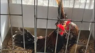 Alimentación a pollos Aztecas