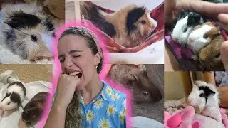 💖 REAGINDO AOS PORQUINHOS DA INDIA DOS INSCRITOS! (nem me apaixonei) 💖