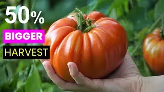 A Gene Causing Obesity In Humans Makes Plants Grow 50% Bigger | Future Technology & Science News 21