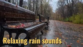 [ASMR] 🍁🌧️Rain sounds on the bench, autumn leaves and umbrella #rain #rainsounds #asmr