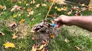 Mole Reapin&rsquo; Episode 1 Trap Check