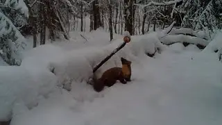 Куниця - яблучний гурман.