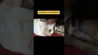 cat, simbiosis mutualisme ?