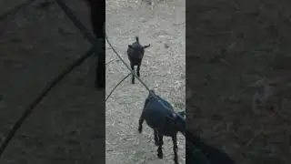 Start your goat business now/ 2doelings n 1buck and will multiply in a year #goatfarming #goatlover