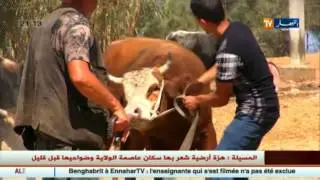 عيد الأضحى : الذبح بالأجرة في العيد.. مخالف للعادات أم جائز شرعا ؟