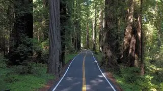 Humboldt Aerial Shots - Redwoods 2
