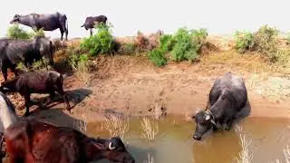Buffalo's Drinking Water in the Pool #buffalo #water #pool #dirnk