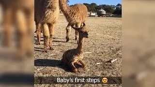 Baby alpaca takes her first steps