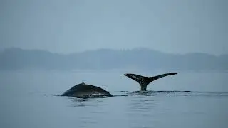 Wildcoast Adventures Kayaking Expedition