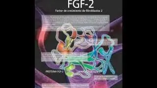 FGF-2 Factor de crecimiento de fibroblastos 2
