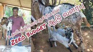உதவி ஆய்வலர் ஆசிரியரின் கொடி ஆடு வளர்ப்பு அனுபவம் #kodiaadu #goat #smallfarm #goatfarming