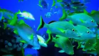 Life Beneath the Waves