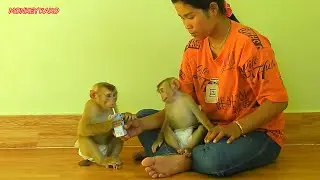 Cute Baby Luna Sit On Mom Legs Looking Adorable Kako Drink Milk