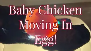 Baby chicken moving in egg!