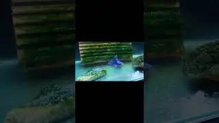 betta  fish style & angry