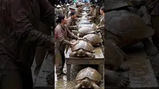 Exploring Traditional Asian Markets: The Unique Trade of Jumbo Turtles.@muhibsavor-ai