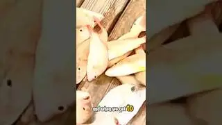 Fishy Fest - Georgetown, Exuma, BAHAMAS 🏝️