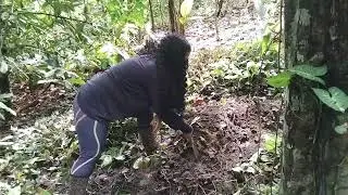 Lucinha plantando Inhame Muela.