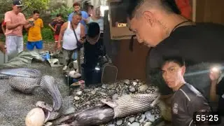 APAT NA COBRA NA LOBO SA LAKI #cobraprince 
