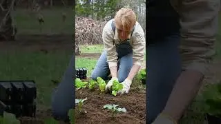 woman-planting-plants