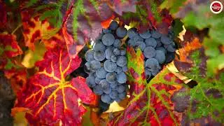 vins du Roussillon : la vallée de l'Agly. Maury - Tautavel