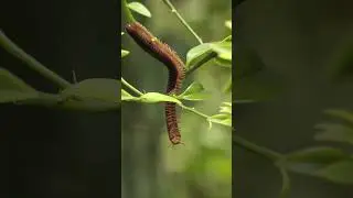 Red Millipede 🪱🪱🪱🪱🪱🪱🪱@thetinyworld #millipede