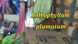 Bulbophyllum plumatum. Развитие цветоноса.