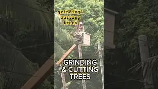 Grinding and cutting trees #shortsvideo #shorts