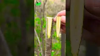 Grafting plants | Tree grafting techniques | Budding #agriculture #horticulture #graftingtips