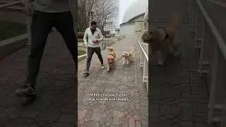 Lifehack teaching my dog to walk my puppy! #goldenretriever #dogtraining