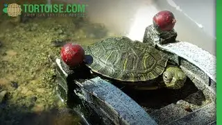 RES time lapse 2 | American Tortoise Rescue