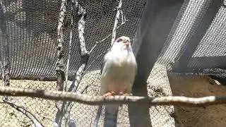 African Pygmy Falcon LA Zoo Los Angeles California USA Heatwave Spring Sun May 13, 2022 Birds