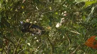 Snake relaxing in branches of deciduous tree. Reptile curled up in ball. Watching animals in