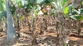 12ACRES LAND SALE HANUR NEAR 8KM BANGALORE 150KM MYSORE 90KM PRICE 32LACK PER ACRE 9902421145
