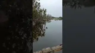 Rescue dogs and cats. Kherson region flood