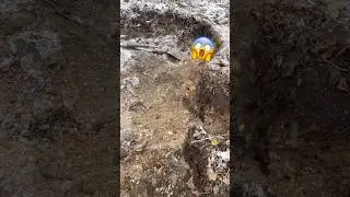 Garbage Dump Digging for 100 Year OLD TREASURES - Bottle Digging 2026 🔥 #shorts #vintage #history