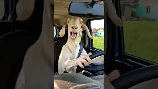 new car mai test drive liye ...
