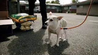 Seattle Animal Shelter outreach program