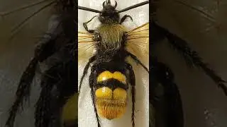 Difference of Big Hornet & Scolia Male, Vespa & Megascolia & Small Paravespula Wasp Vespid & Scoliid