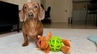 Mini dachshund loves Christmas morning! 🎁