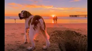 Nutty Nunzi: Beach Bum Brittany In Digging Heaven