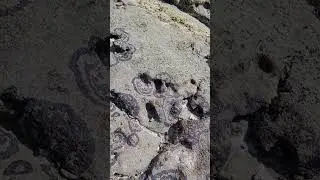 HOW DID THIS  BEAUTFUL ART FORMED ON THIS CORAL REEF ROCKS?🥰