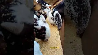 Eid sale breeder 💯 #bakra #bakramandi #goat #goatfarming #goatfarmingbusiness #bakripalan #goatfarm